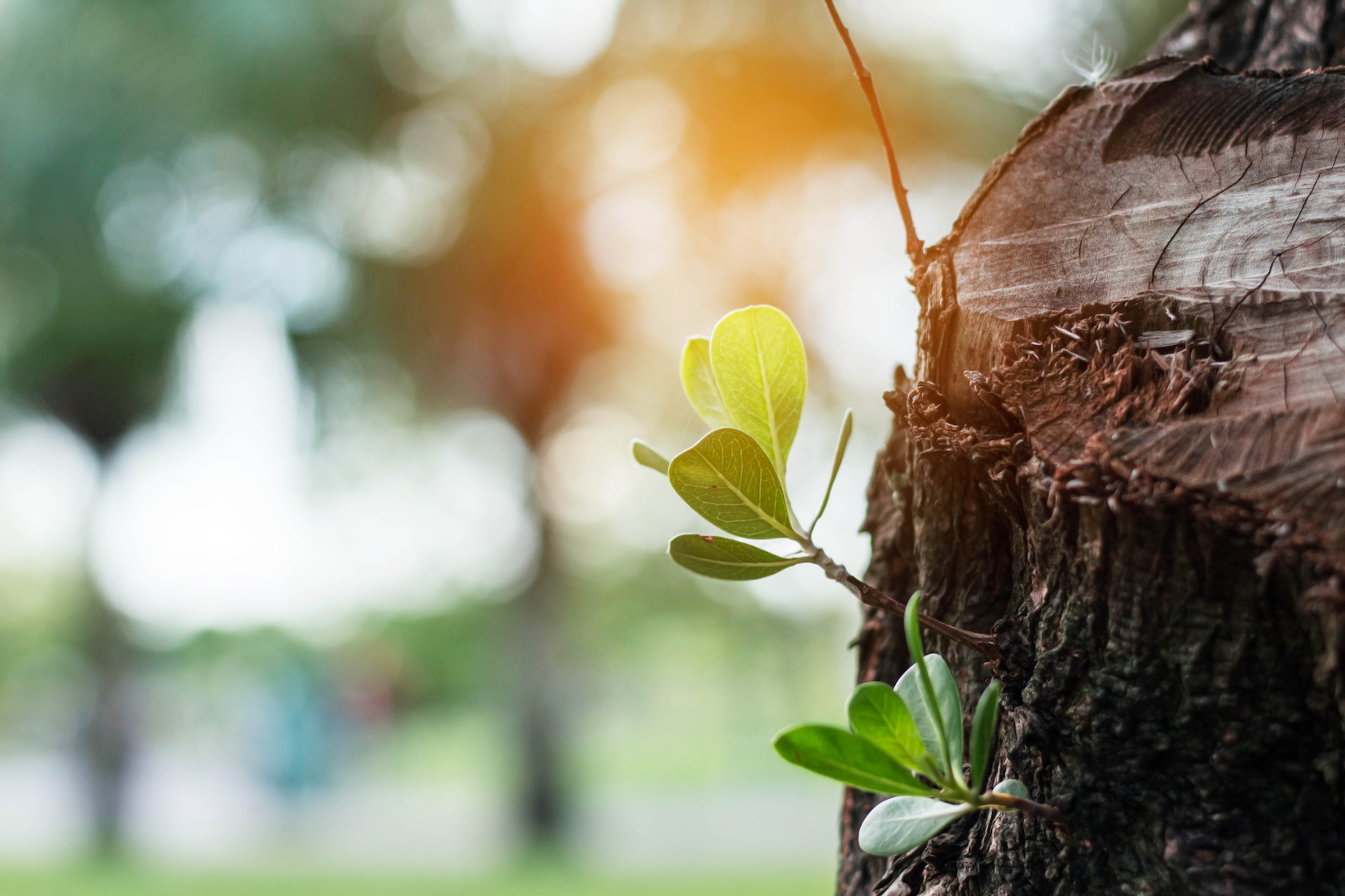 plants-growing-of-stumps-PWZMA5K copy